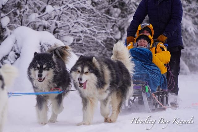 Dog Sled Adventure - Photo 1 of 14